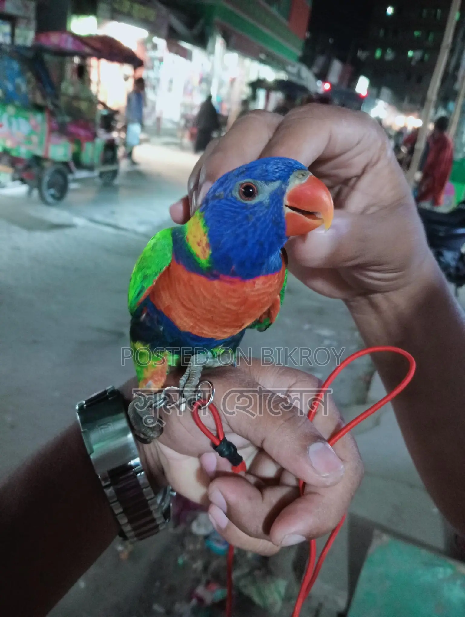 লরি পাখি ফুল টিম মেল