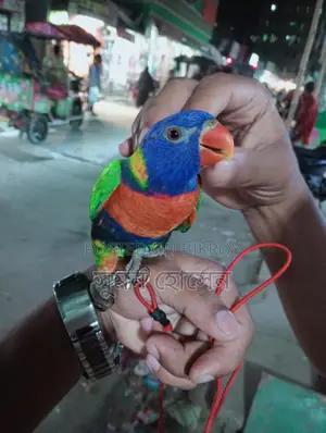 লরি পাখি ফুল টিম মেল
