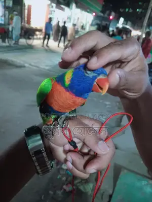 লরি পাখি ফুল টিম মেল