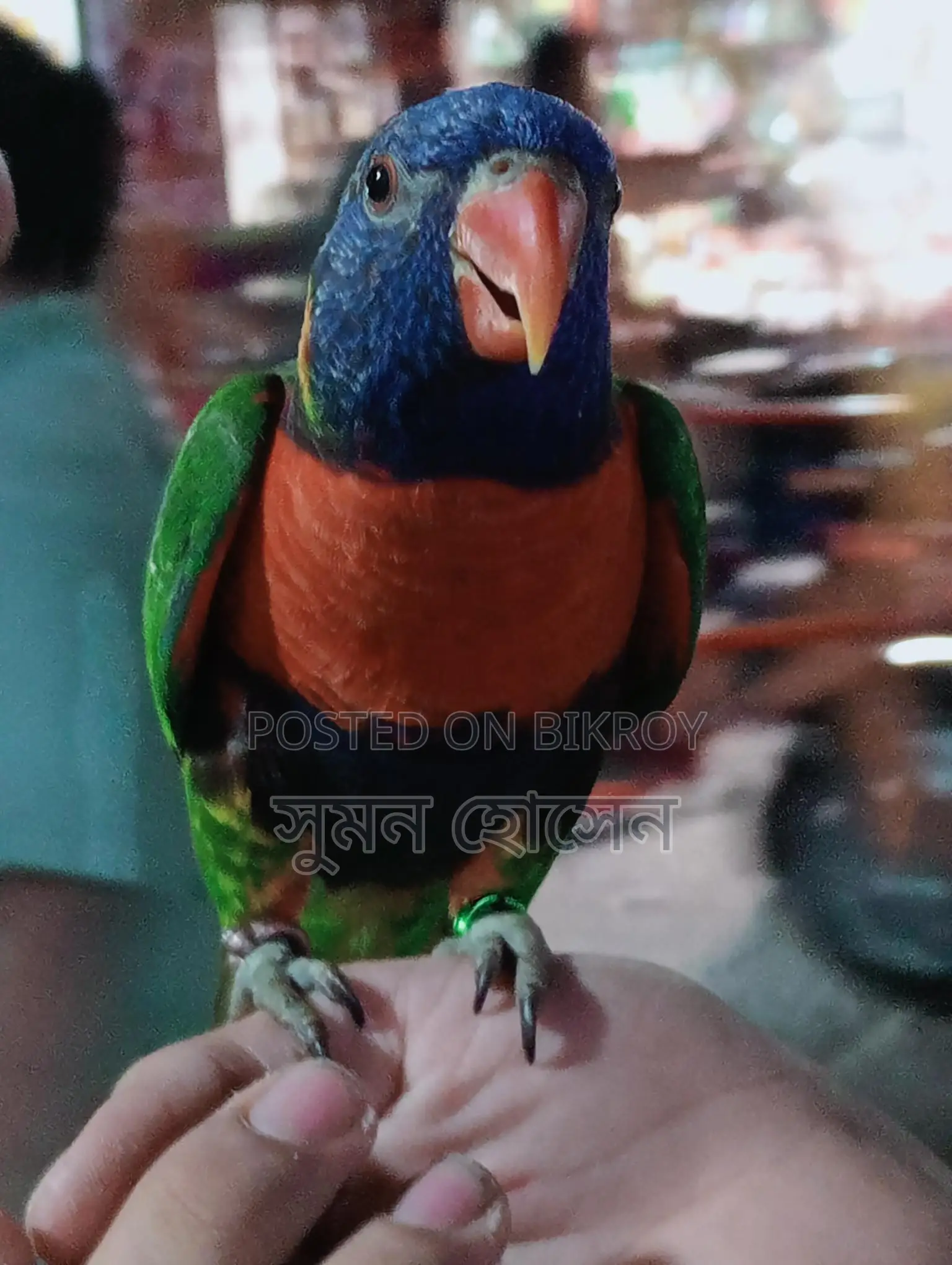 লরি পাখি ফুল টিম মেল