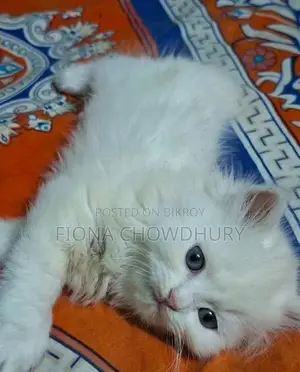 পিওর পার্সিয়ান