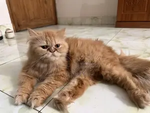 Persian Cat