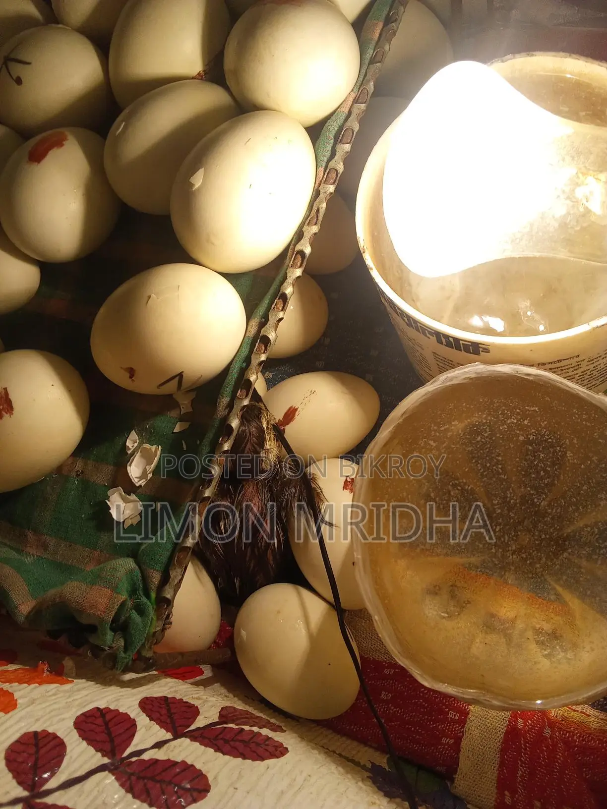 চিনা হাঁস এর বাচ্চা বিক্রি করবো