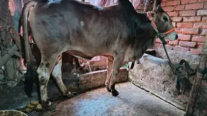 গরু বিক্রি