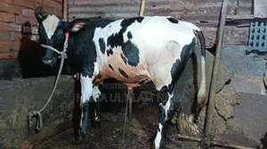গরু বিক্রি