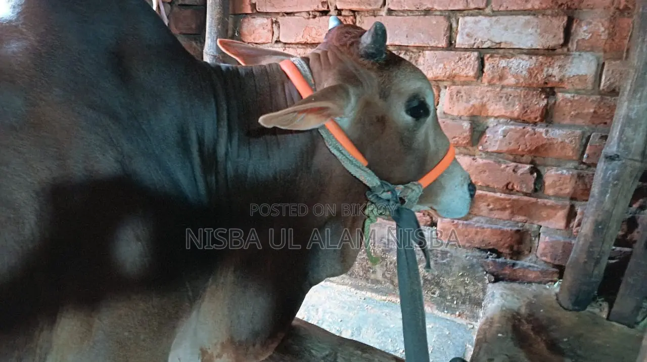 গরু বিক্রি