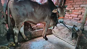 গরু বিক্রি