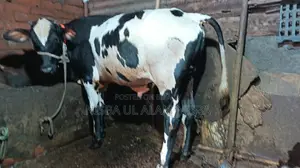 গরু বিক্রি