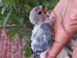 Love Bird Baby