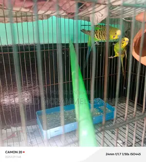 Budgerigars