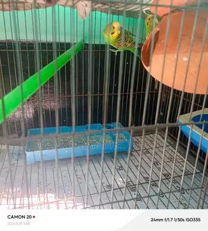 Budgerigars