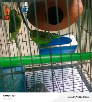 Budgerigars