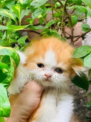 Buy Colour Male Kitten Doll Face Full Persian