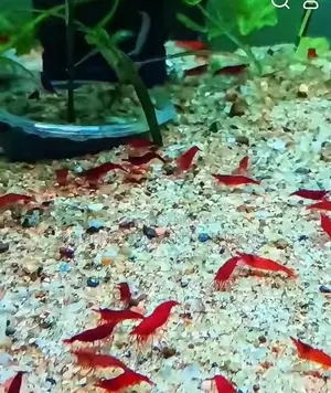 Red Shrimp