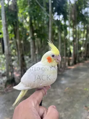 লুটিনো ককাটেল