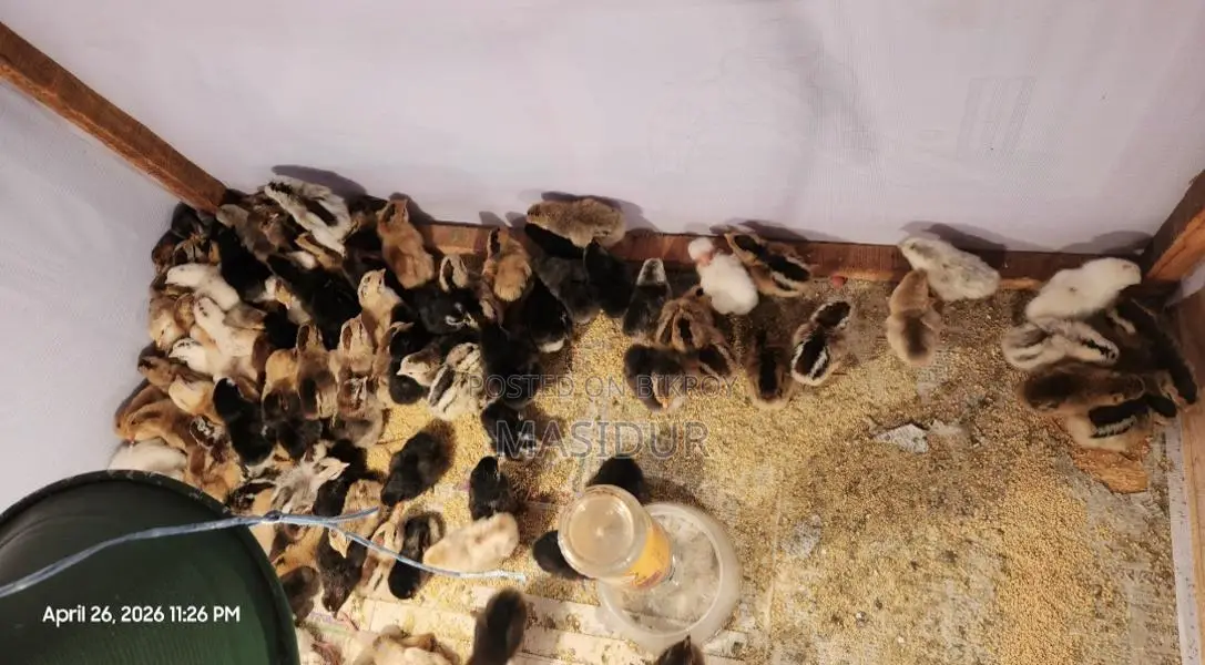 পিওর দেশি মুরগির বাচ্চা সেল হবে