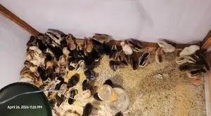 পিওর দেশি মুরগির বাচ্চা সেল হবে