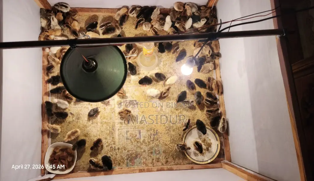 পিওর দেশি মুরগির বাচ্চা সেল হবে