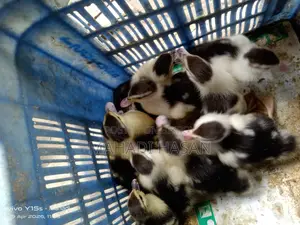 Chinese ducklings for sale