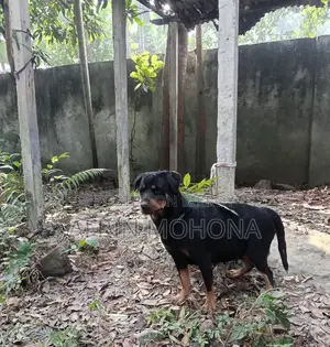 ১-৩ মাস বয়সী পুরুষ পিওরব্রেড রটওয়াইলার