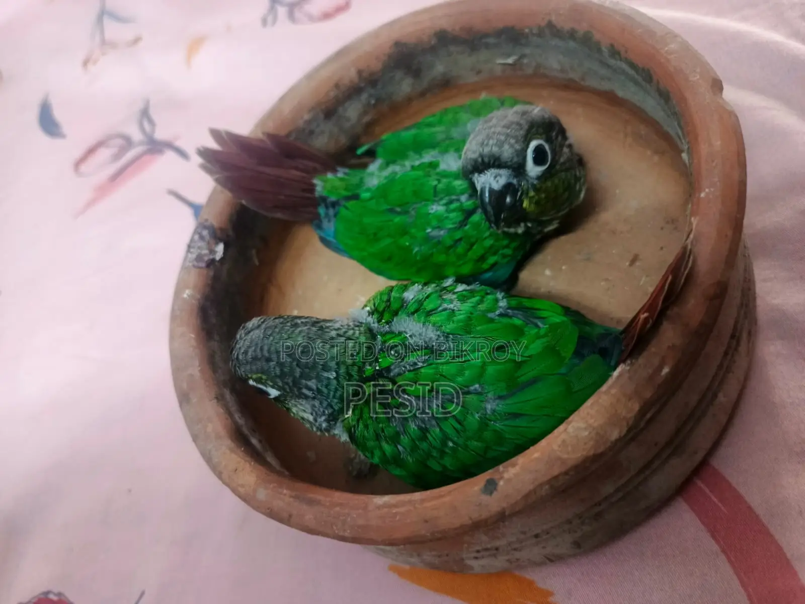 Greencheck Conure