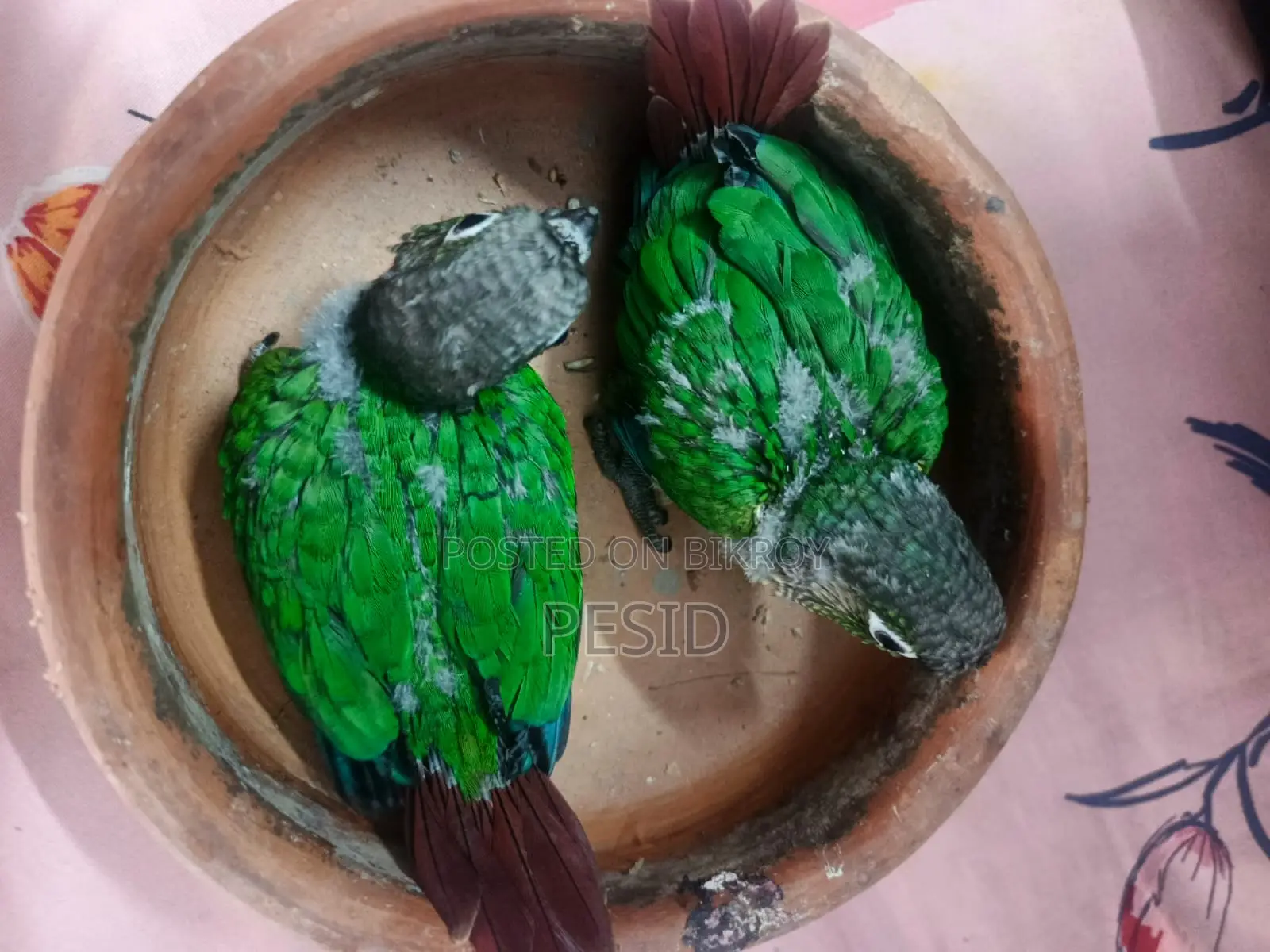 Greencheck Conure