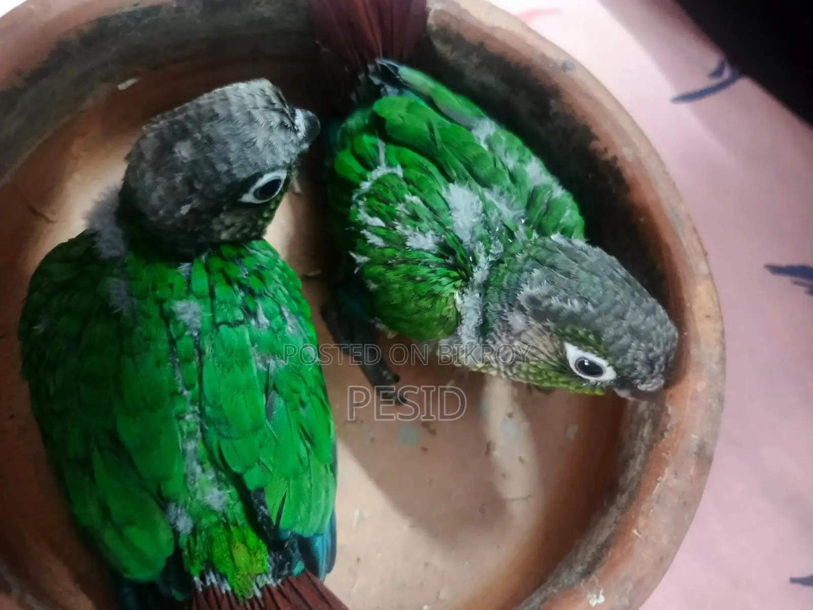 Greencheck Conure