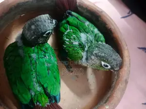Greencheck Conure