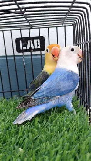 লাভবার্ড বিক্রয়