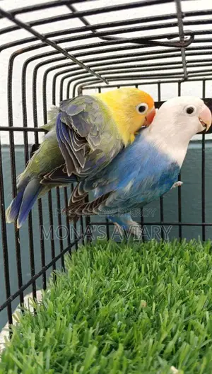 লাভবার্ড বিক্রয়