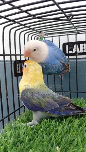 লাভবার্ড বিক্রয়