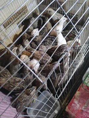 জাপানিজ কোয়েল