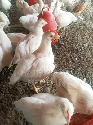 মুরগী ফারম