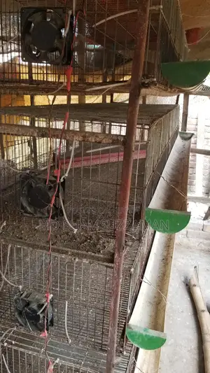 কোয়েল পাখির খাঁচা