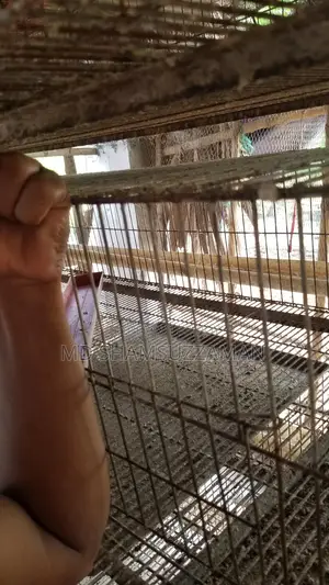 কোয়েল পাখির খাঁচা