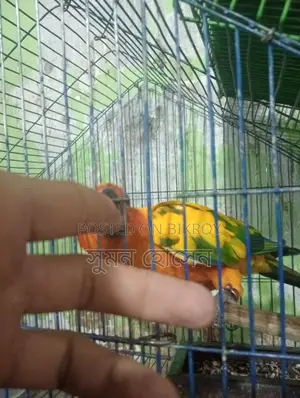 Sun Conure Bird, Half-Tame Female