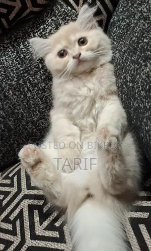 Exotic Persian Cat