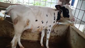 High-Quality Heifer Calf (No. 1209)