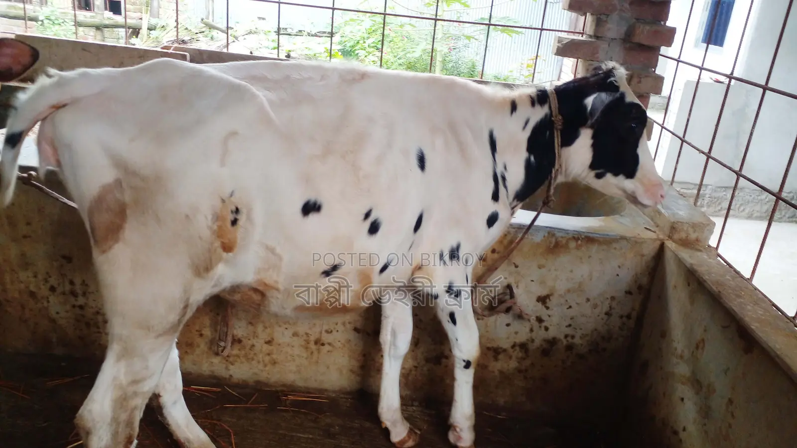 High-Quality Heifer Calf (No. 1209)