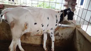 High-Quality Heifer Calf (No. 1209)