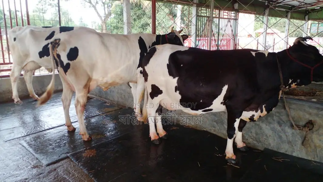 ১১৯২ নং ভালো জাতের ৩টি গাভী বিক্রয় হবে ।