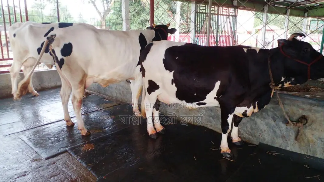 ১১৯২ নং ভালো জাতের ৩টি গাভী বিক্রয় হবে ।