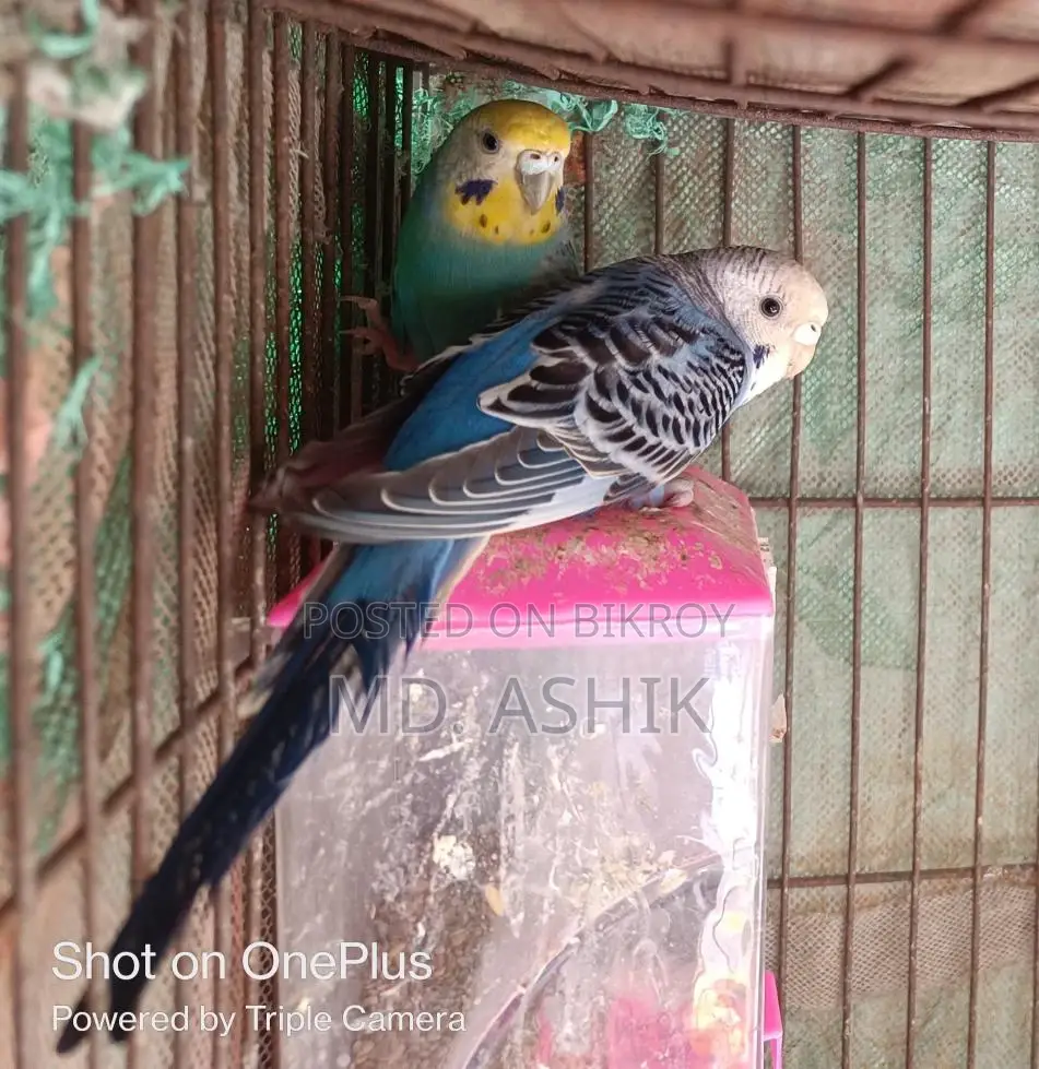 Female Budgie Bird