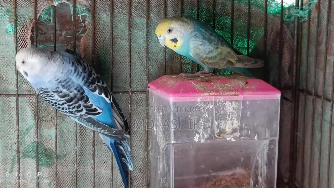 Female Budgie Bird