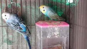 Female Budgie Bird