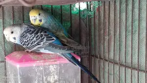 Female Budgie Bird