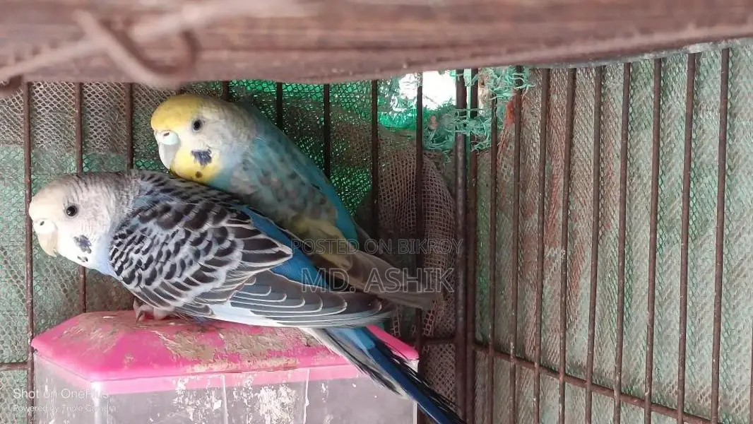 Female Budgie Bird