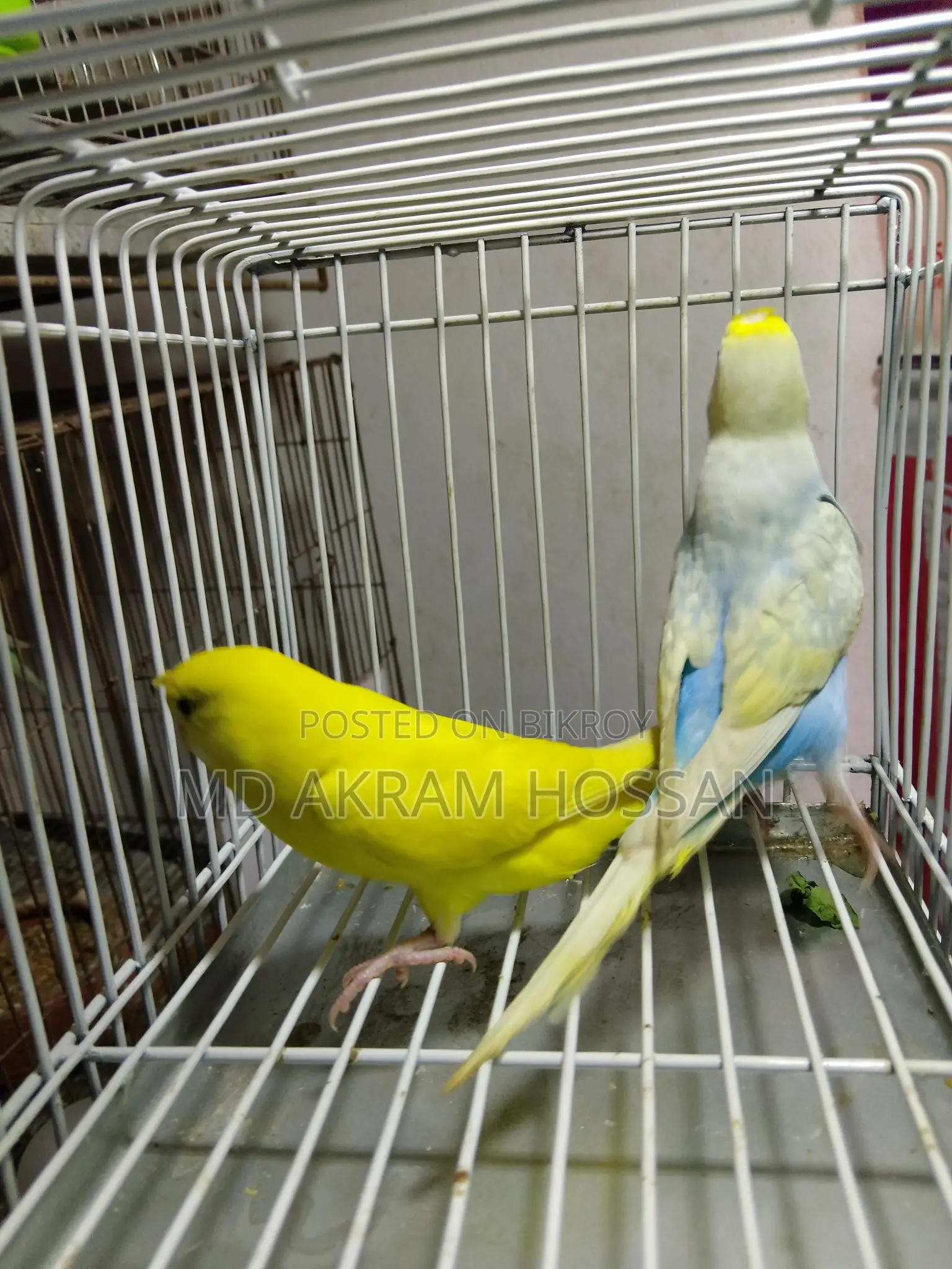 বাজরীগার পাখি