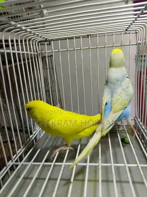 বাজরীগার পাখি