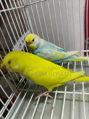 বাজরীগার পাখি